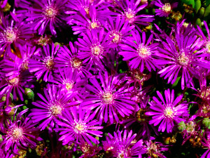 purple flowers